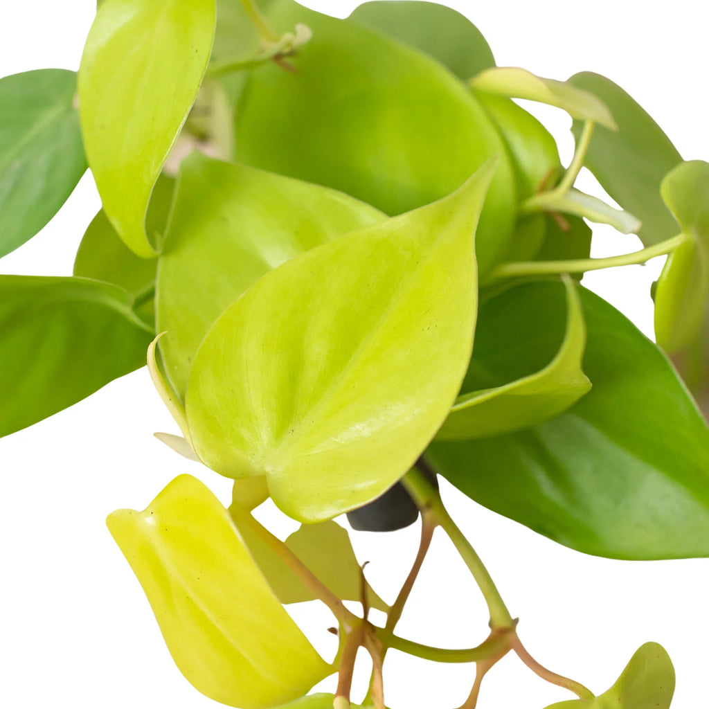 Philodendron 'Neon' - Holiday Corner