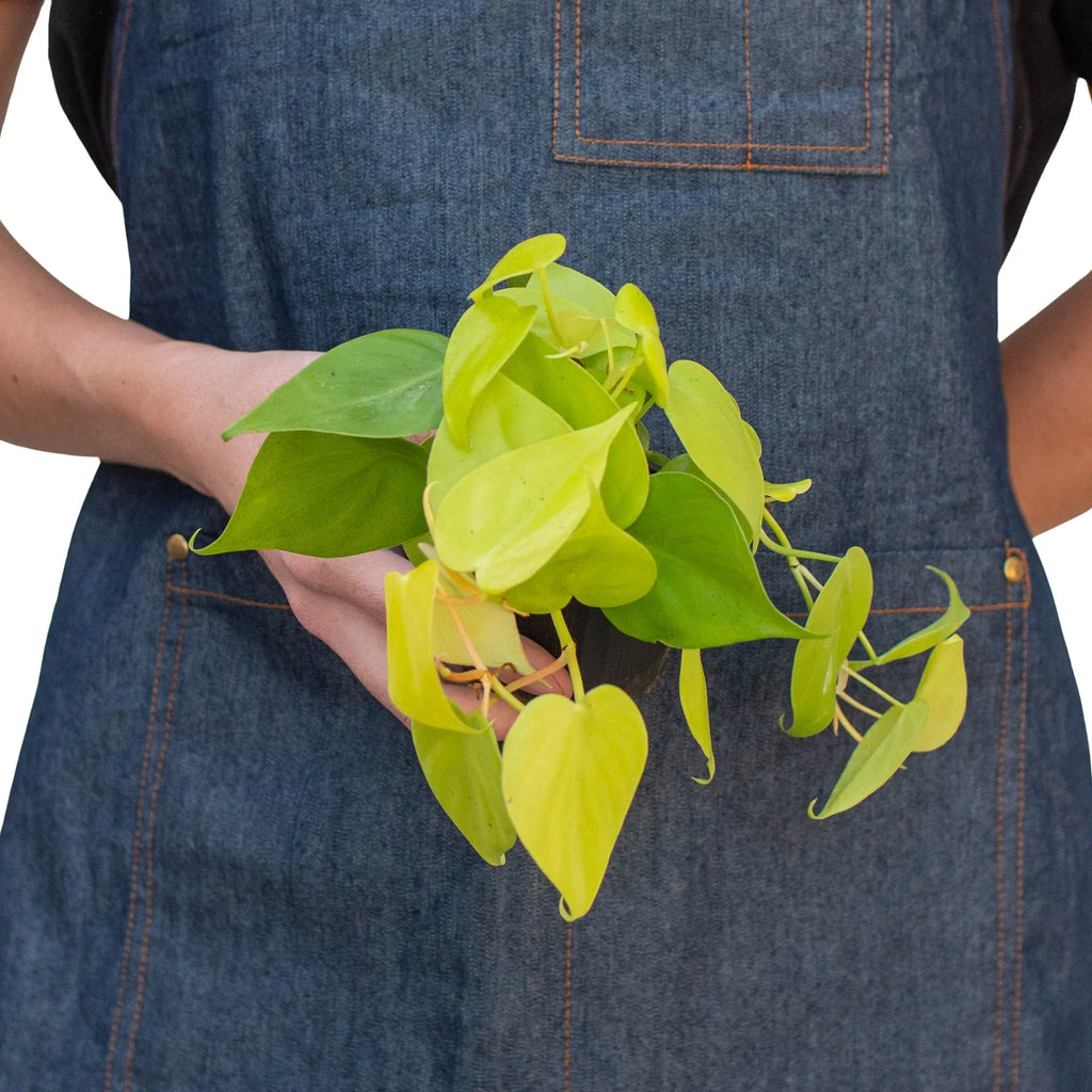 Philodendron 'Neon' - Holiday Corner