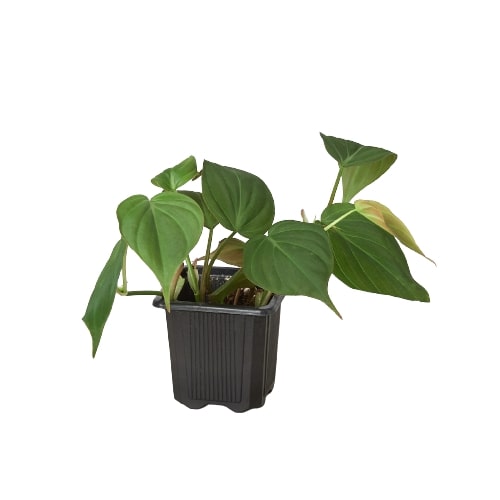 Philodendron 'Velvet' - Holiday Corner