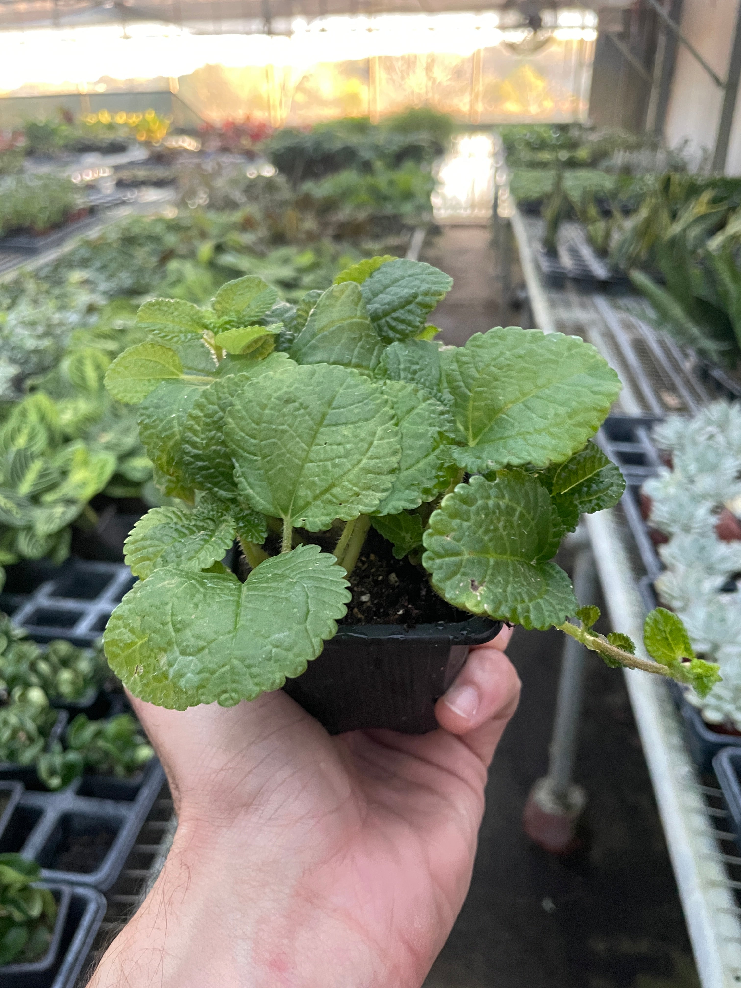 Pilea 'Crinkle' - Holiday Corner
