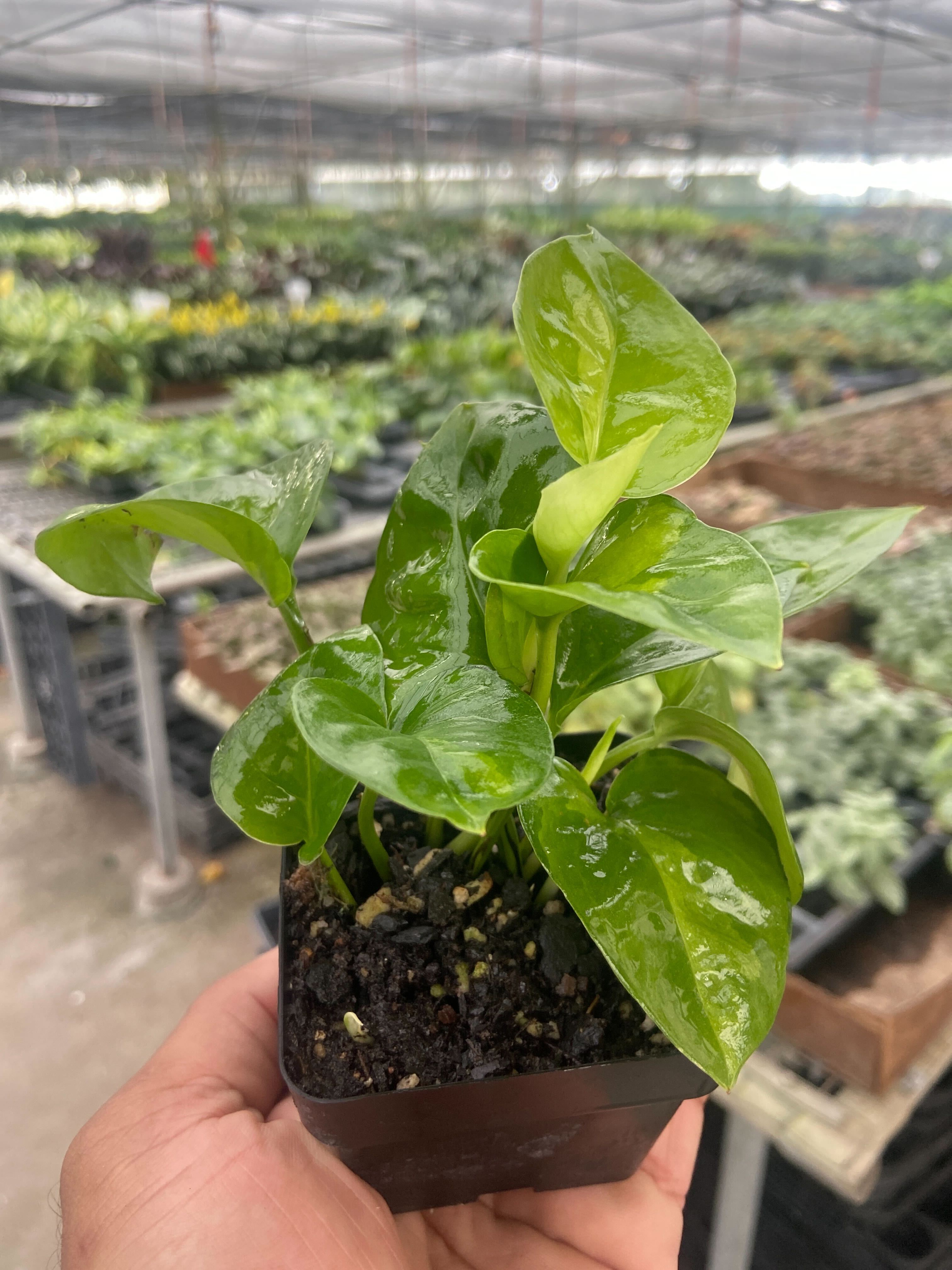 Pothos 'Global Green' - Holiday Corner