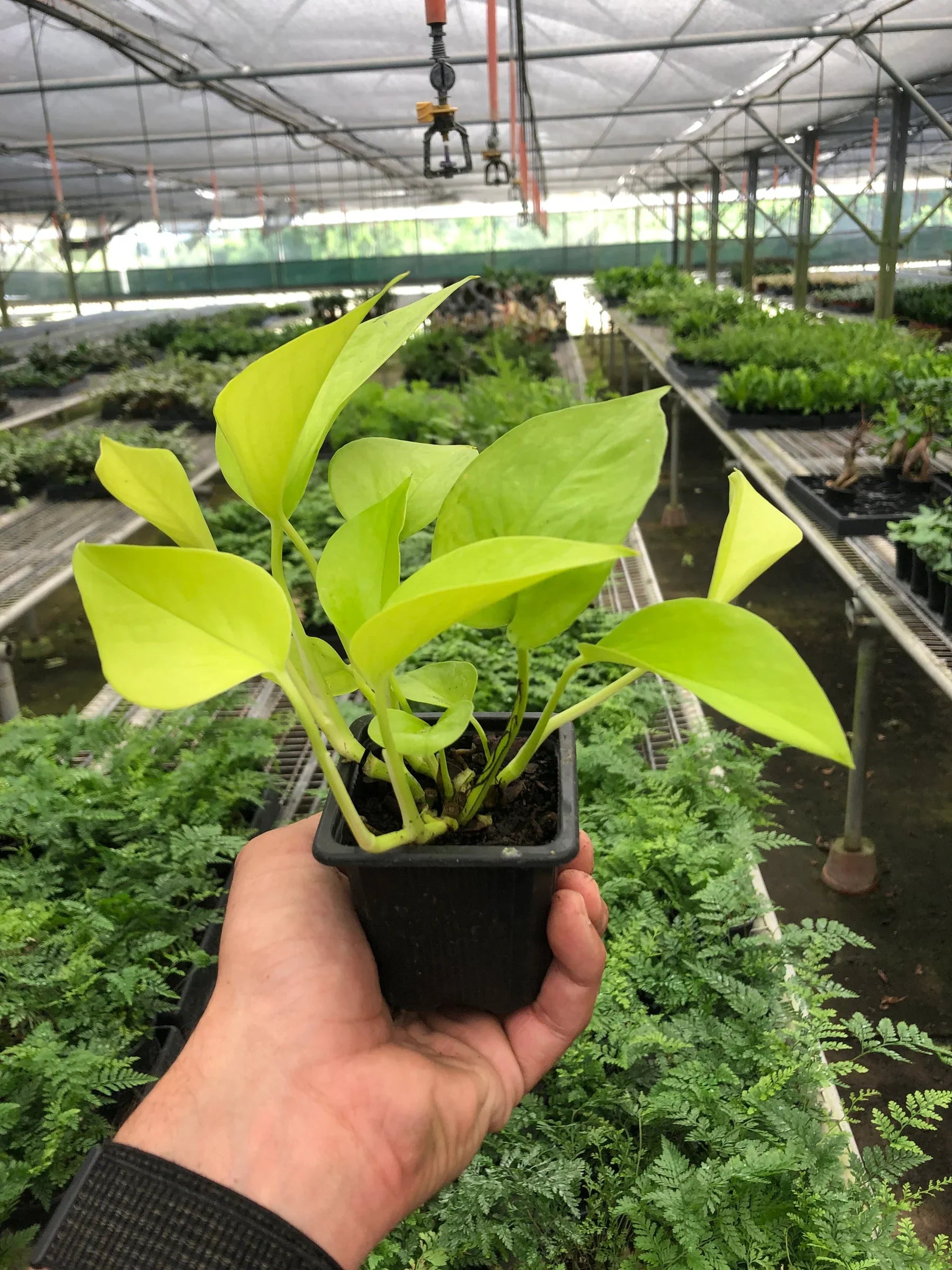 Pothos 'Neon' - Holiday Corner