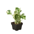Pothos 'N'joy' - Holiday Corner