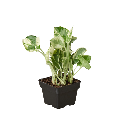 Pothos 'N'joy' - Holiday Corner