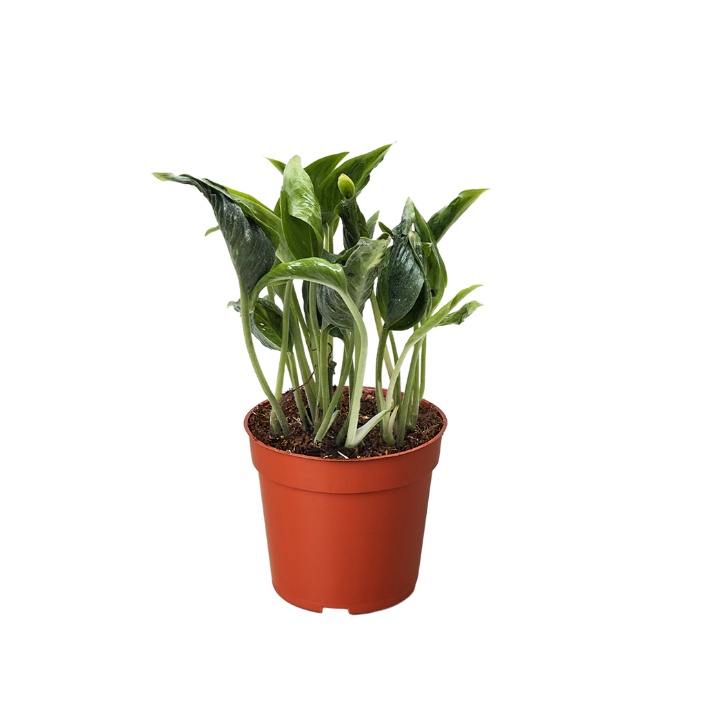 Pothos 'Shangri La' - Holiday Corner