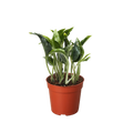 Pothos 'Shangri La' - Holiday Corner