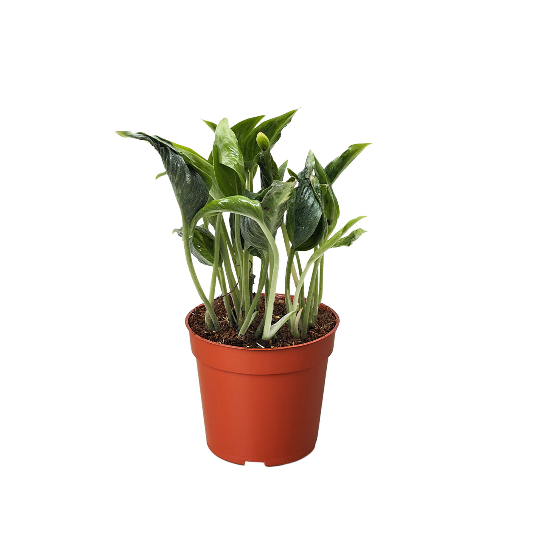 Pothos 'Shangri La' - Holiday Corner