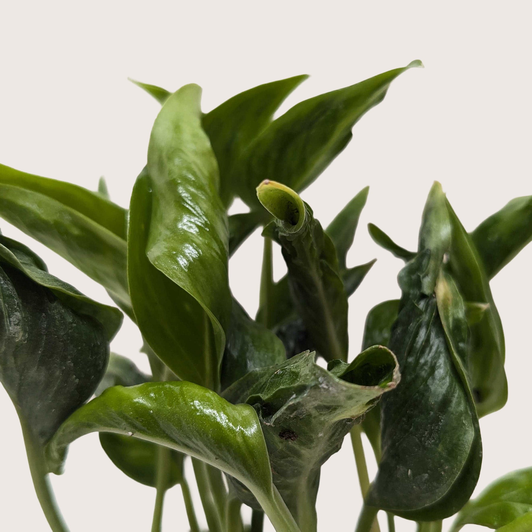 Pothos 'Shangri La' - Holiday Corner