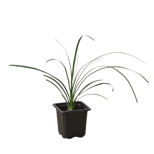 Palm Ponytail - Holiday Corner