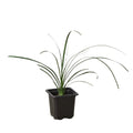 Palm Ponytail - Holiday Corner