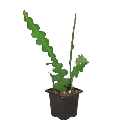 Epiphyllum 'Ric Rac' Cactus - Holiday Corner
