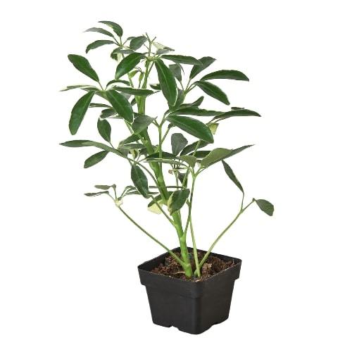 Schefflera Moonlight 'Umbrella Plant' - Holiday Corner