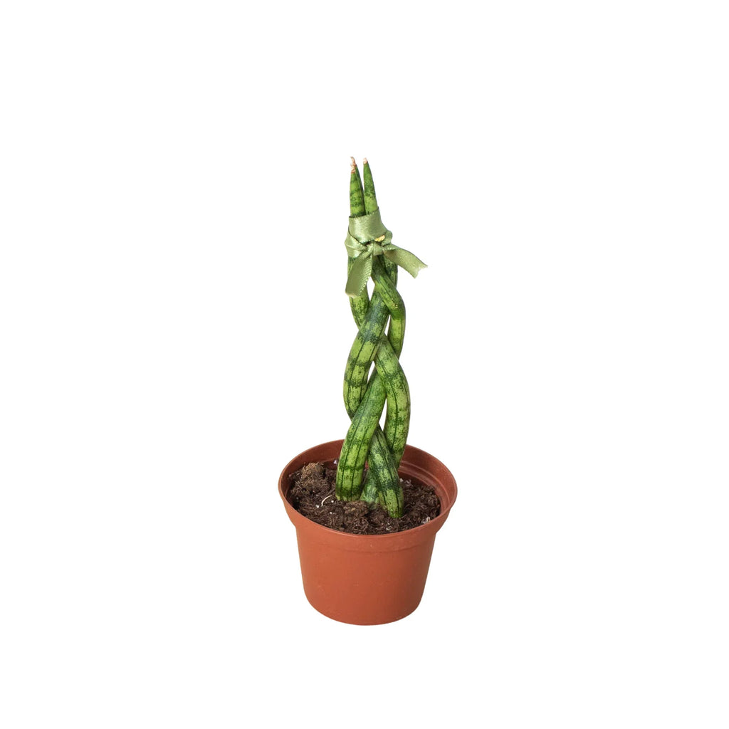 Snake Plant Braided - Holiday Corner