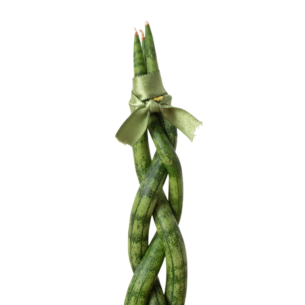 Snake Plant Braided - Holiday Corner