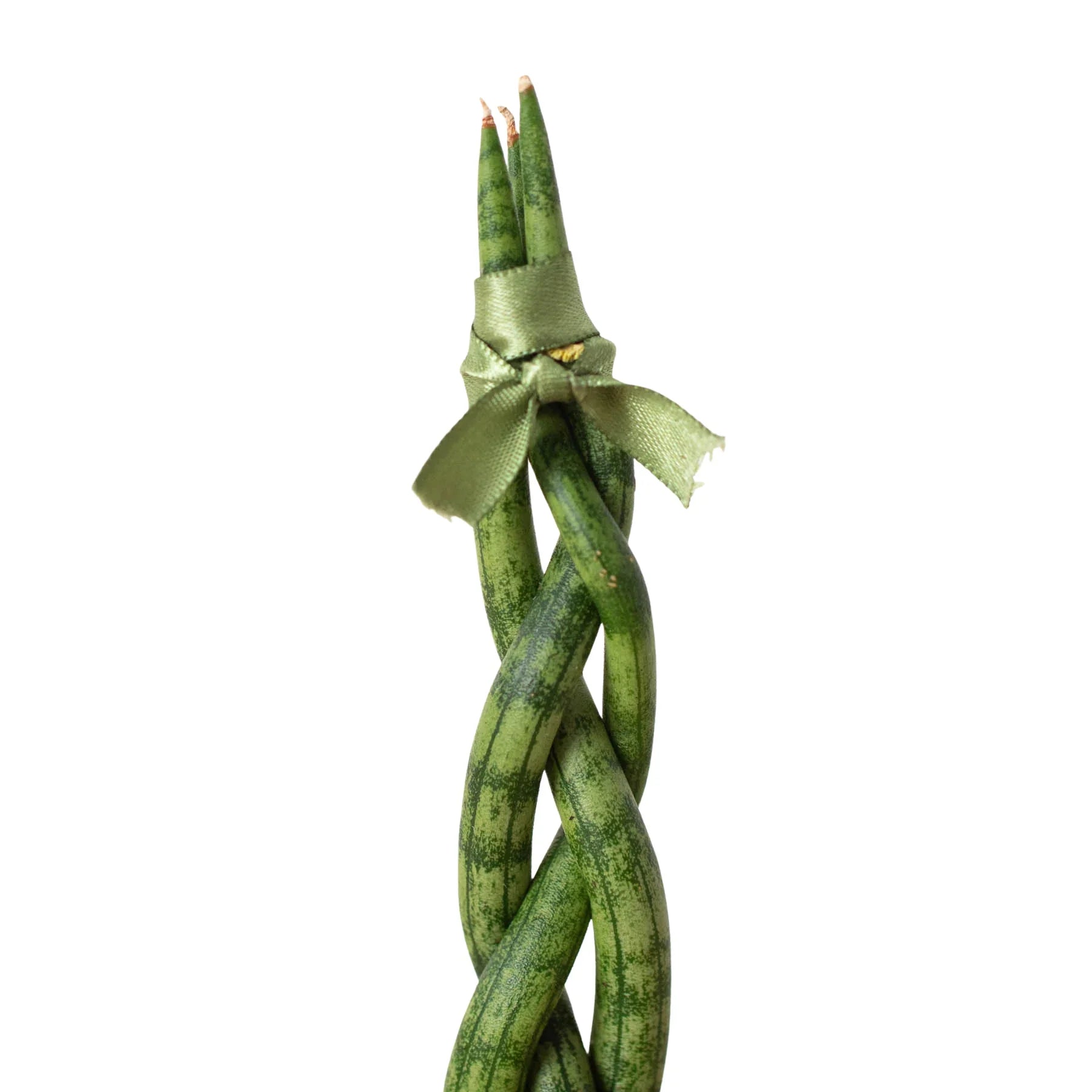 Snake Plant Braided - Holiday Corner
