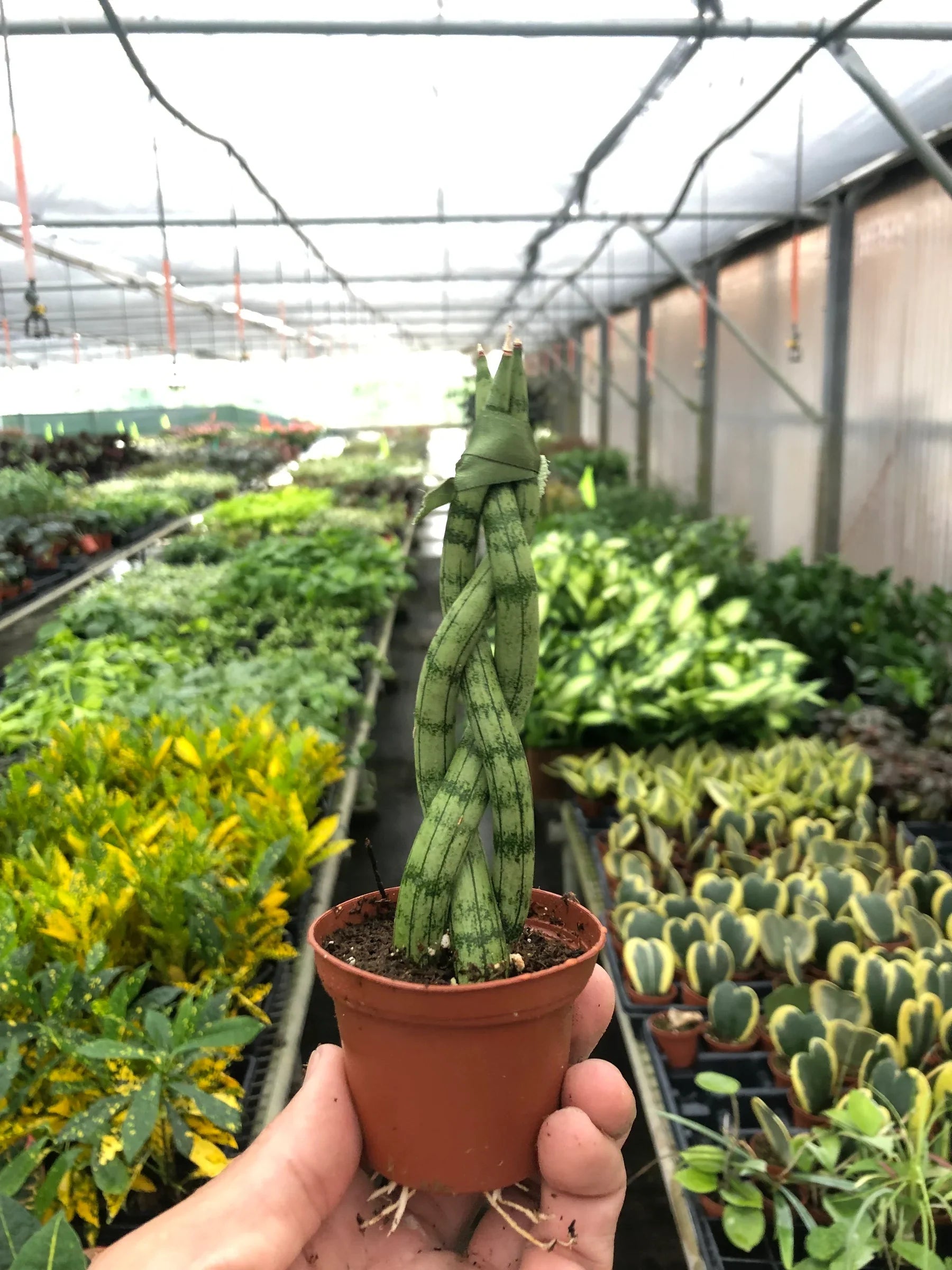 Snake Plant Braided - Holiday Corner