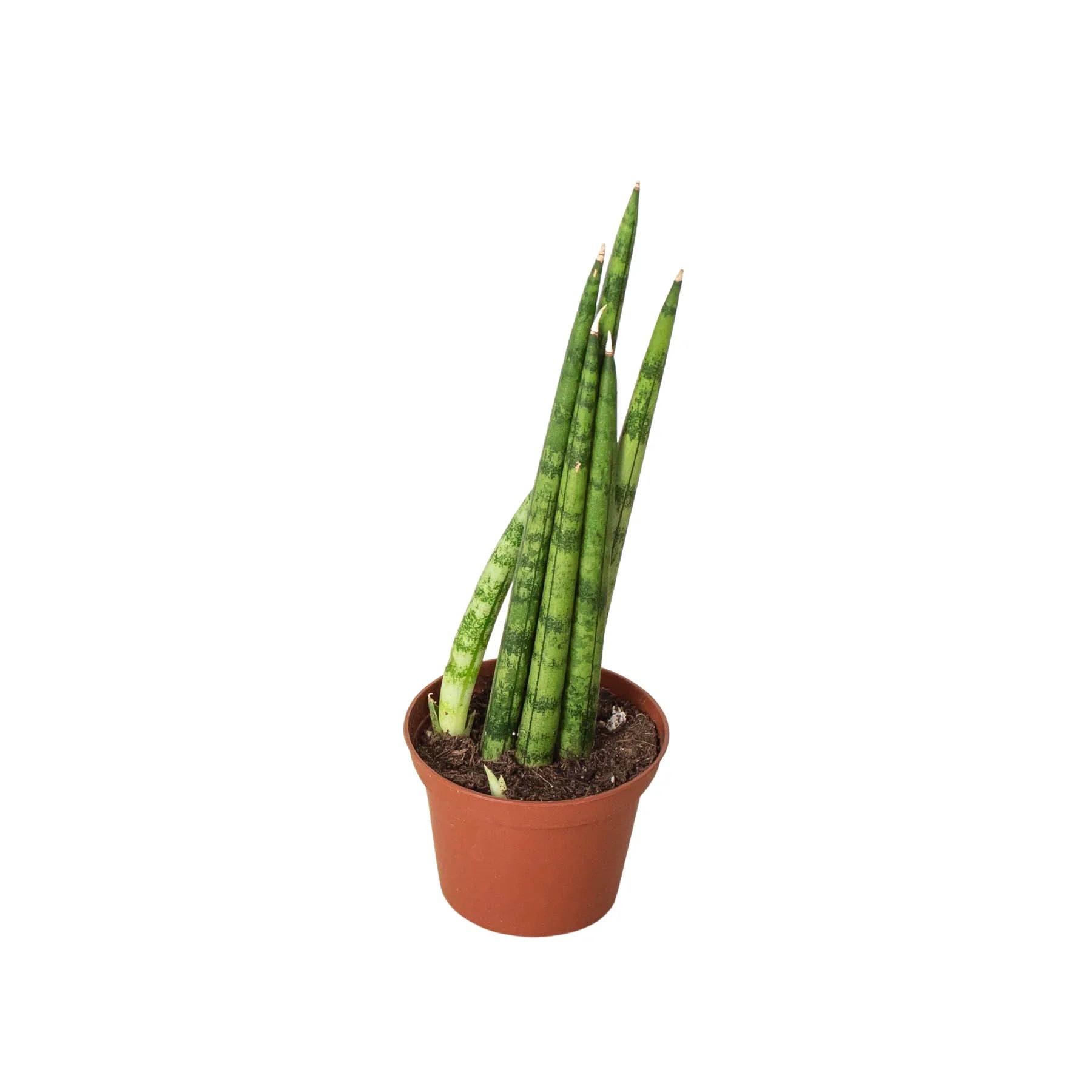 Snake Plant Cylindrica - Holiday Corner