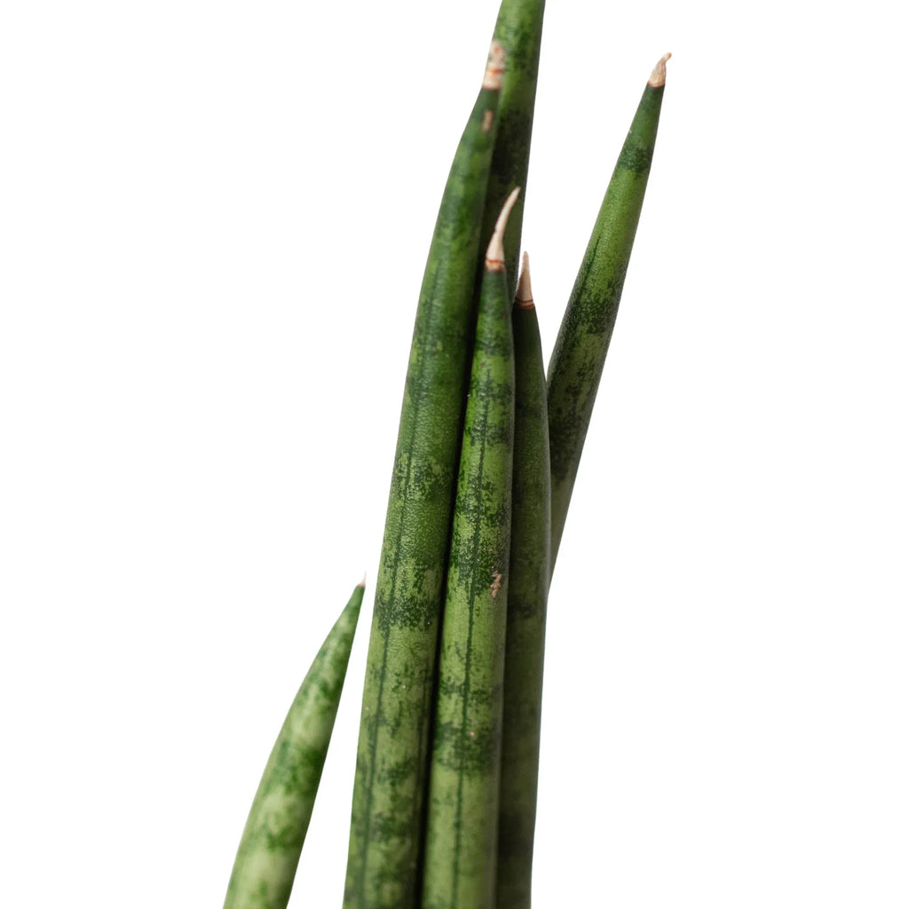 Snake Plant Cylindrica - Holiday Corner
