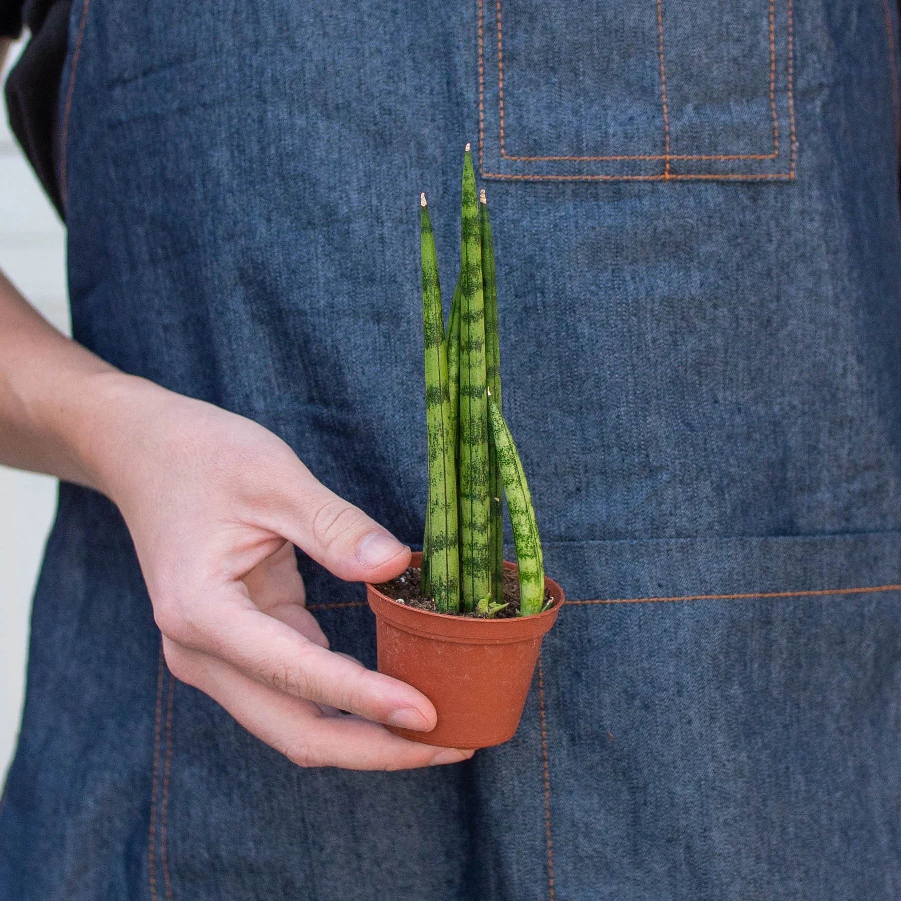 Snake Plant Cylindrica - Holiday Corner
