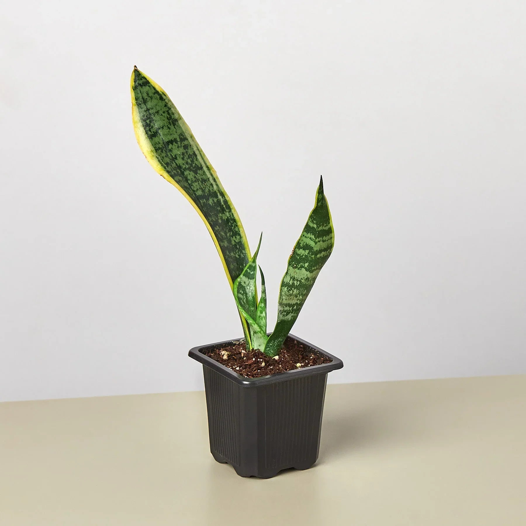 Snake Plant Laurentii - Holiday Corner