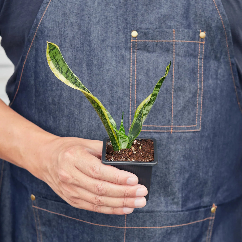 Snake Plant Laurentii - Holiday Corner