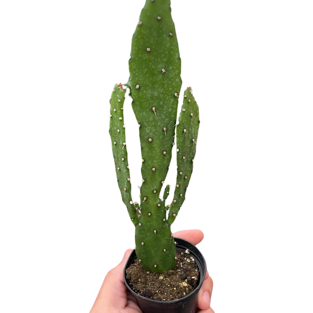 Drooping Prickly Pear Cactus - Holiday Corner