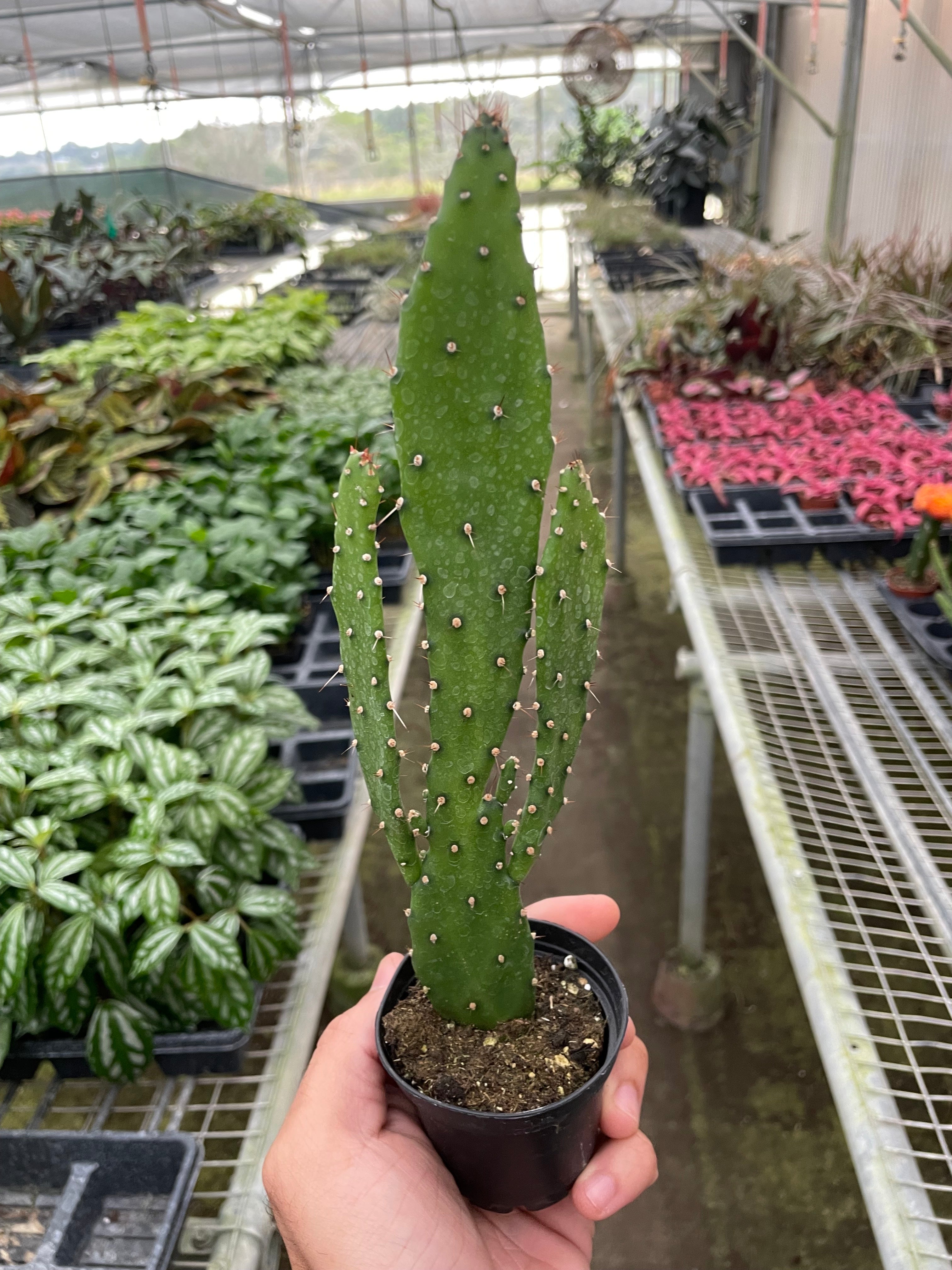 Drooping Prickly Pear Cactus - Holiday Corner