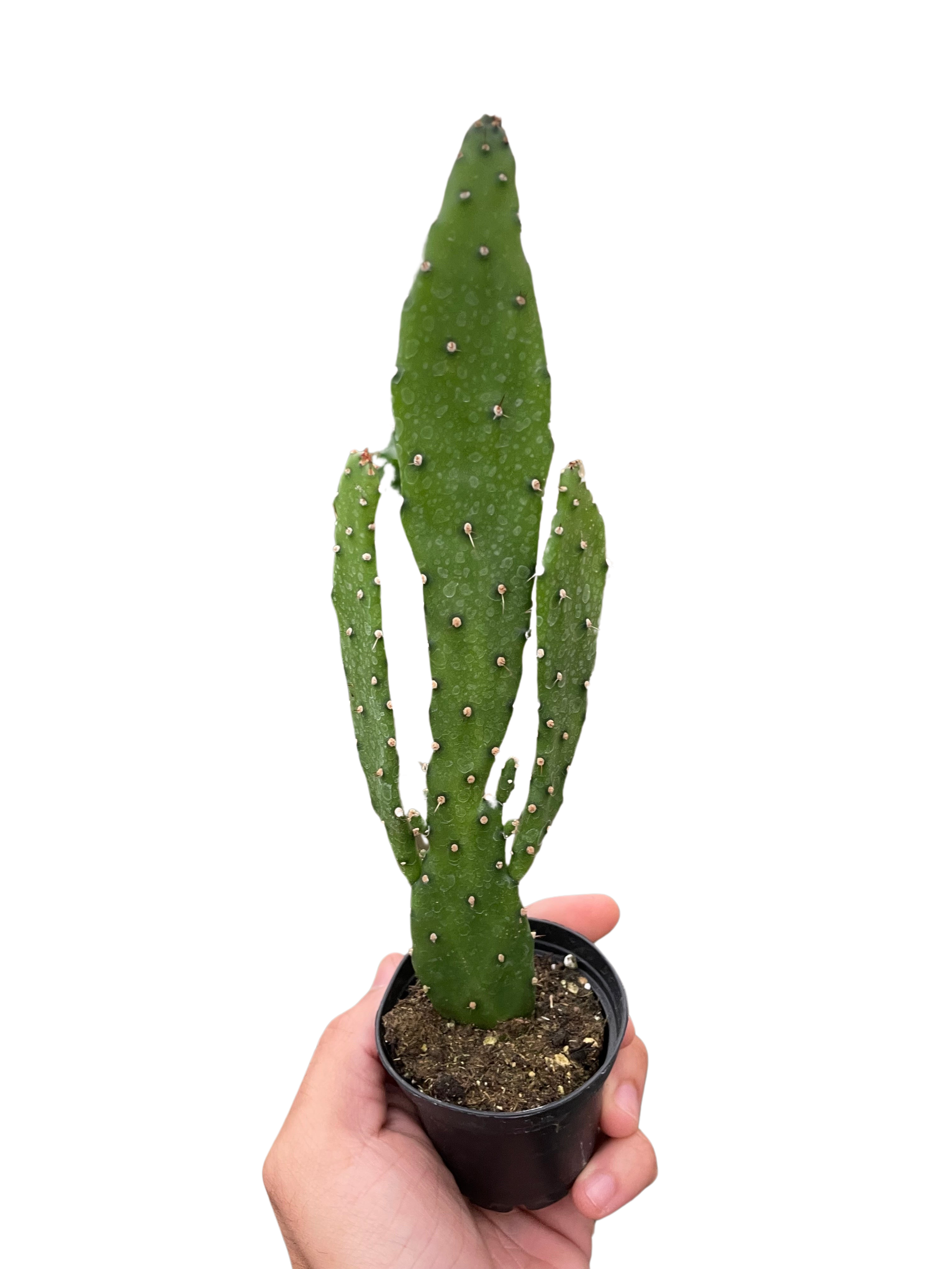Drooping Prickly Pear Cactus - Holiday Corner