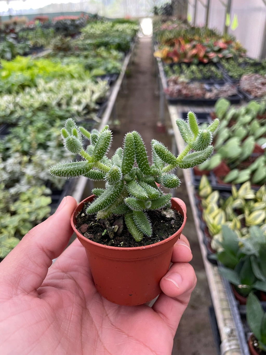 Delosperma echinatum 'Pickle Plant' - Holiday Corner