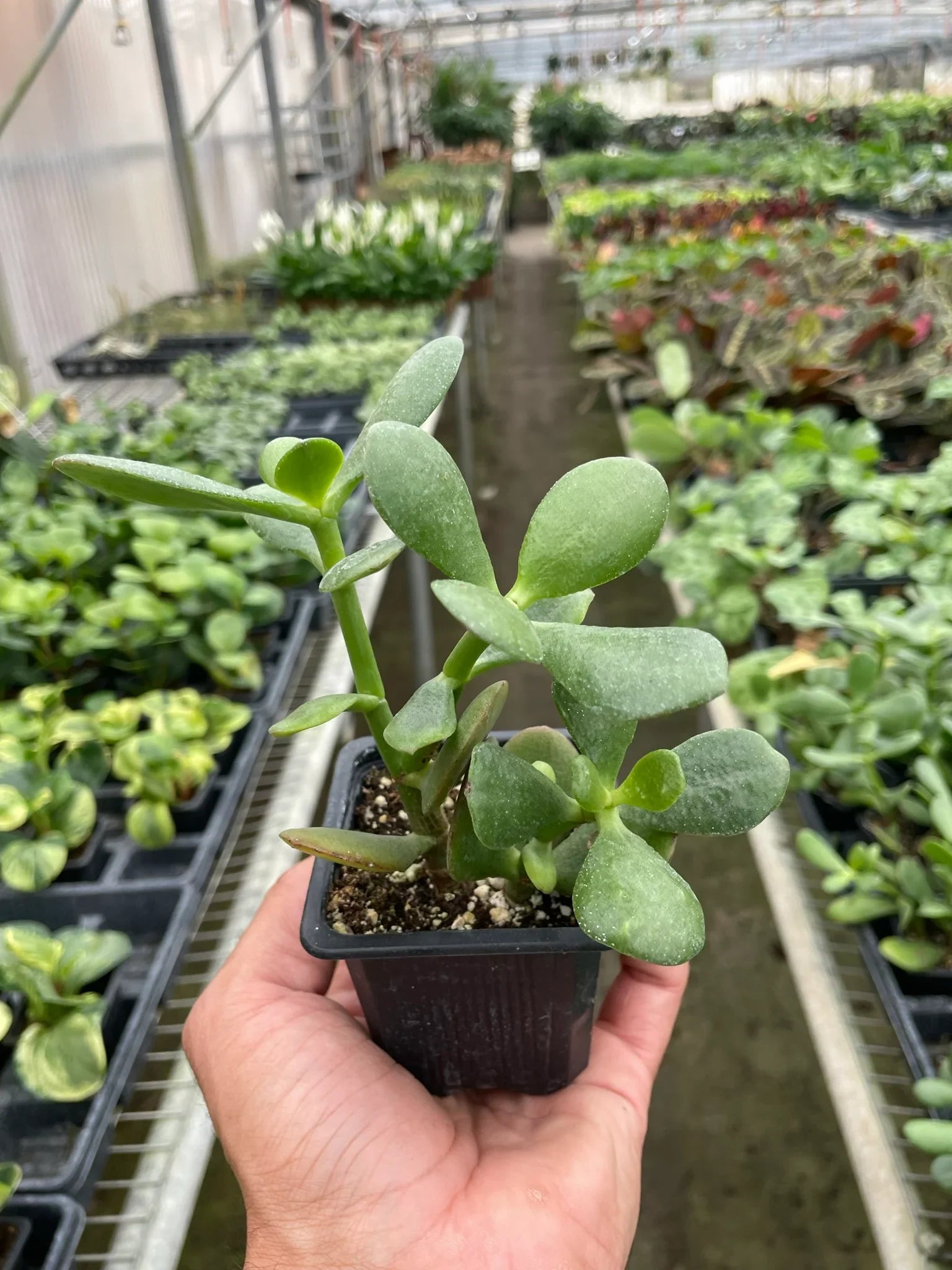 Succulent Crassula 'Jade' - Holiday Corner