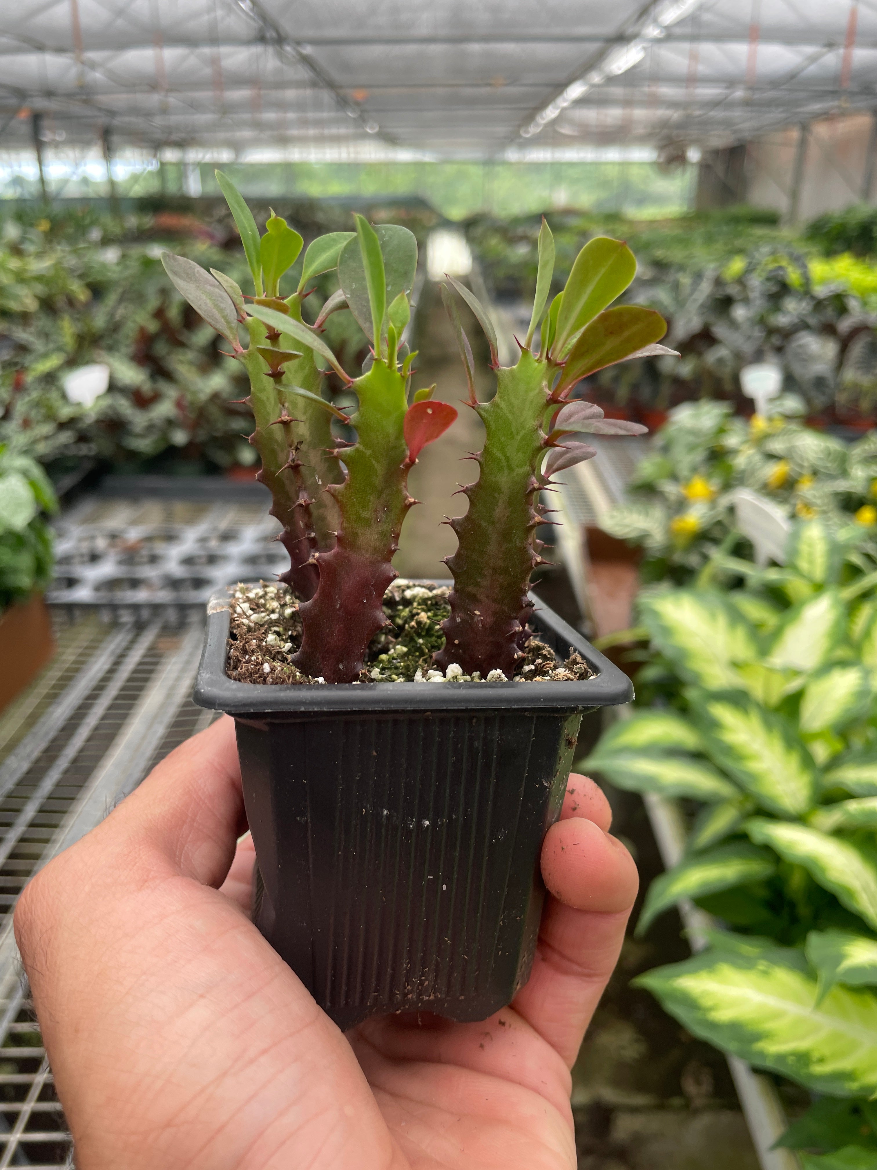 Succulent Euphorbia 'Trigona Rubra' - Holiday Corner