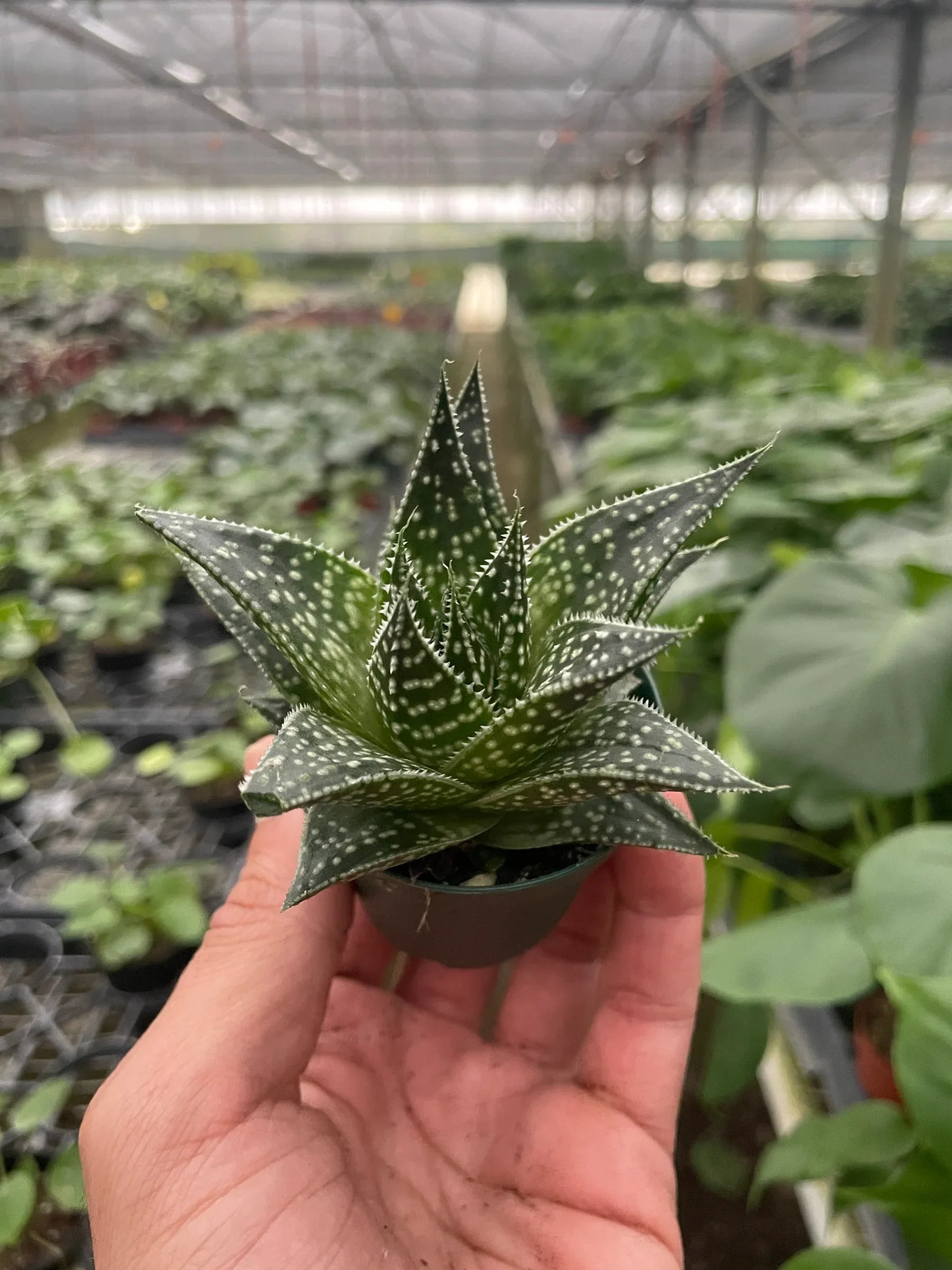 Succulent Gasteria Durban - Holiday Corner