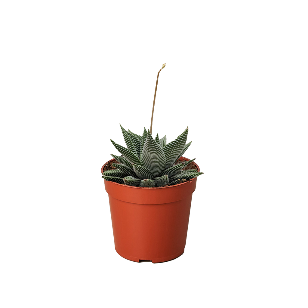 Succulent Haworthia Miami - Holiday Corner