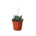 Succulent Haworthia Miami - Holiday Corner