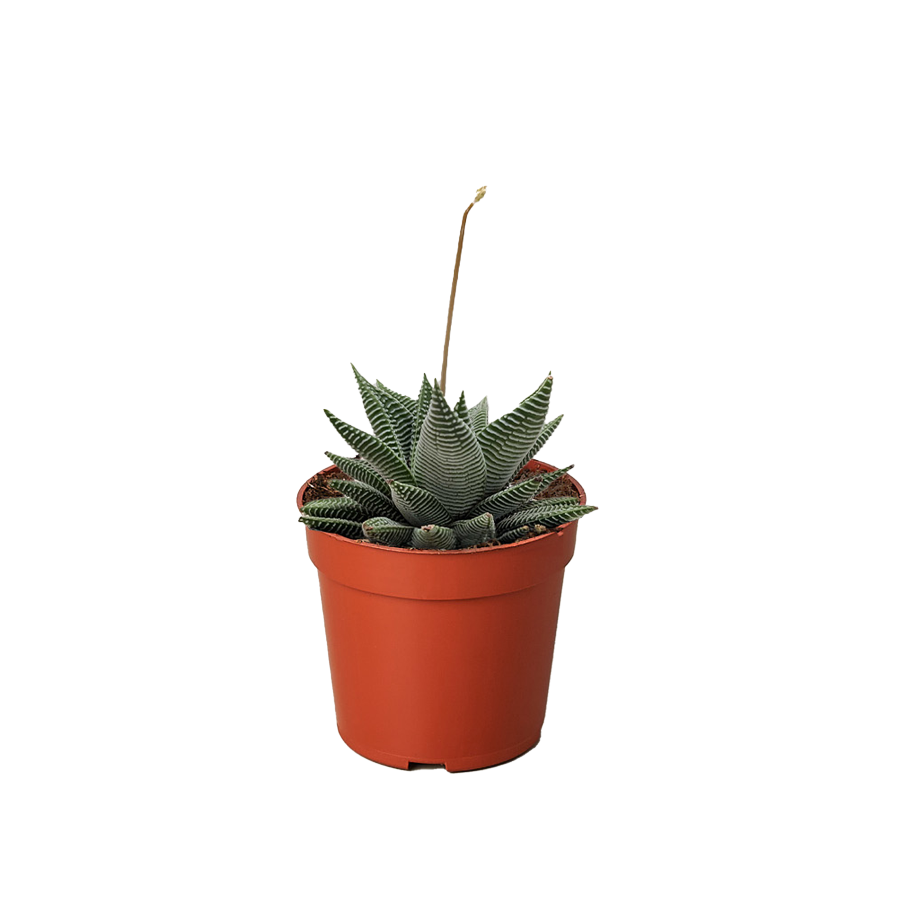 Succulent Haworthia Miami - Holiday Corner
