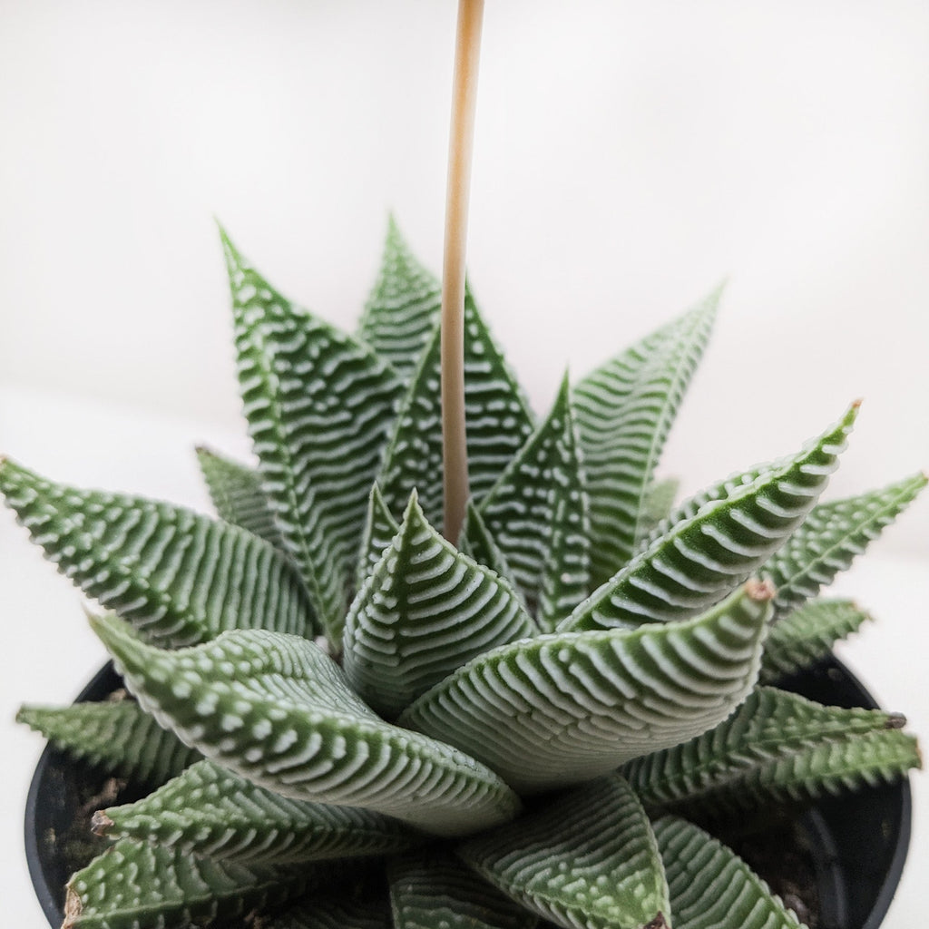 Succulent Haworthia Miami - Holiday Corner