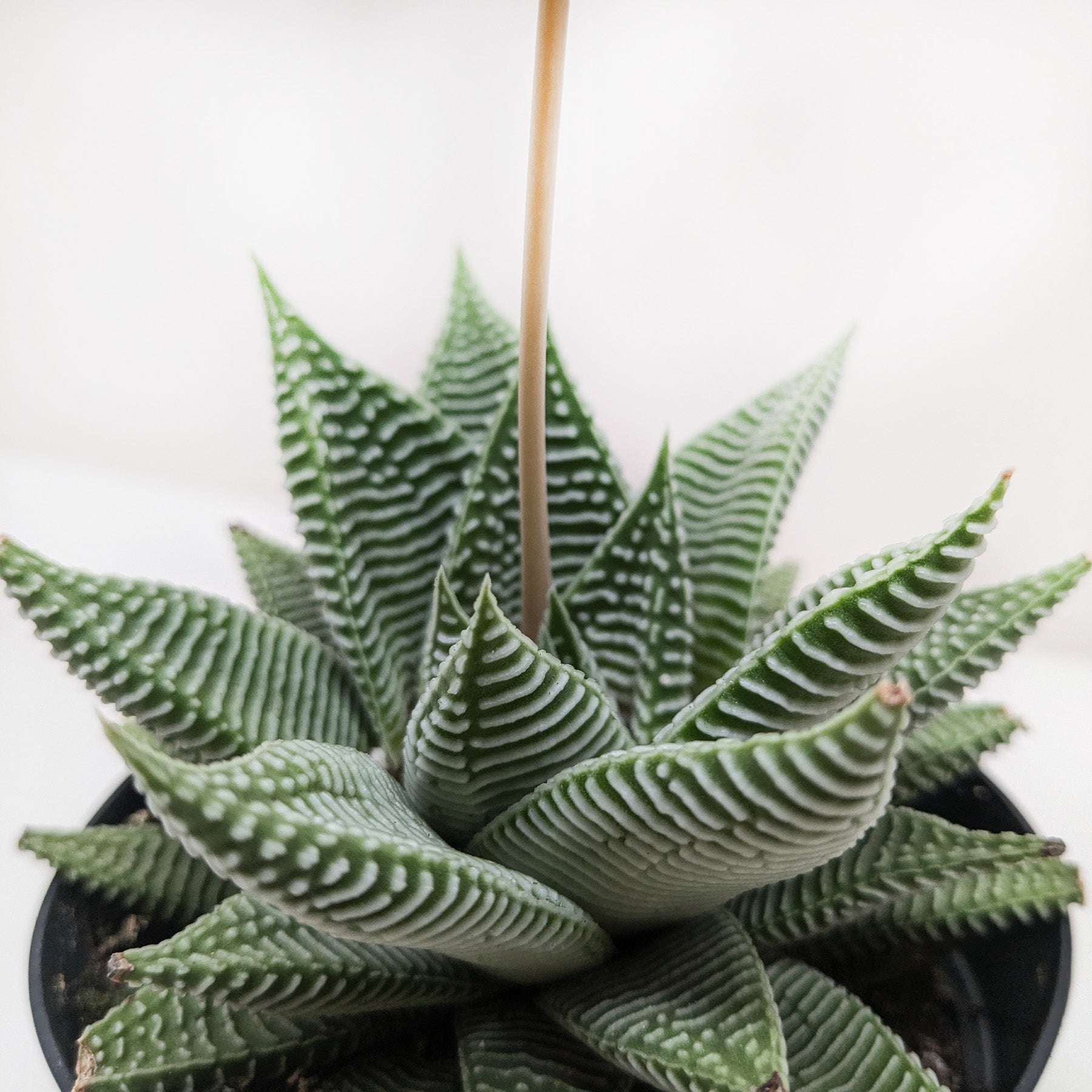 Succulent Haworthia Miami - Holiday Corner