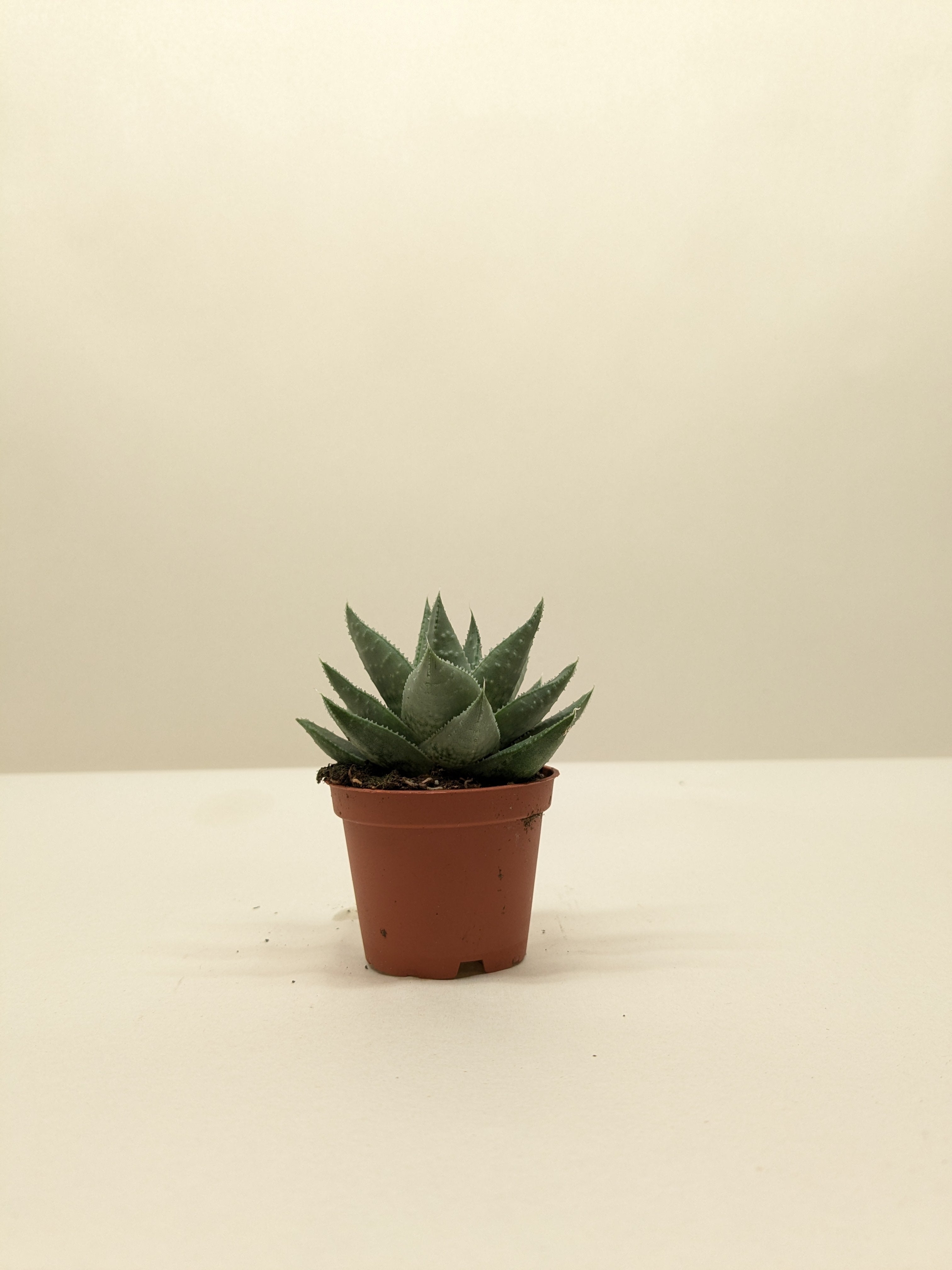 Succulent Haworthia Savanna - Holiday Corner