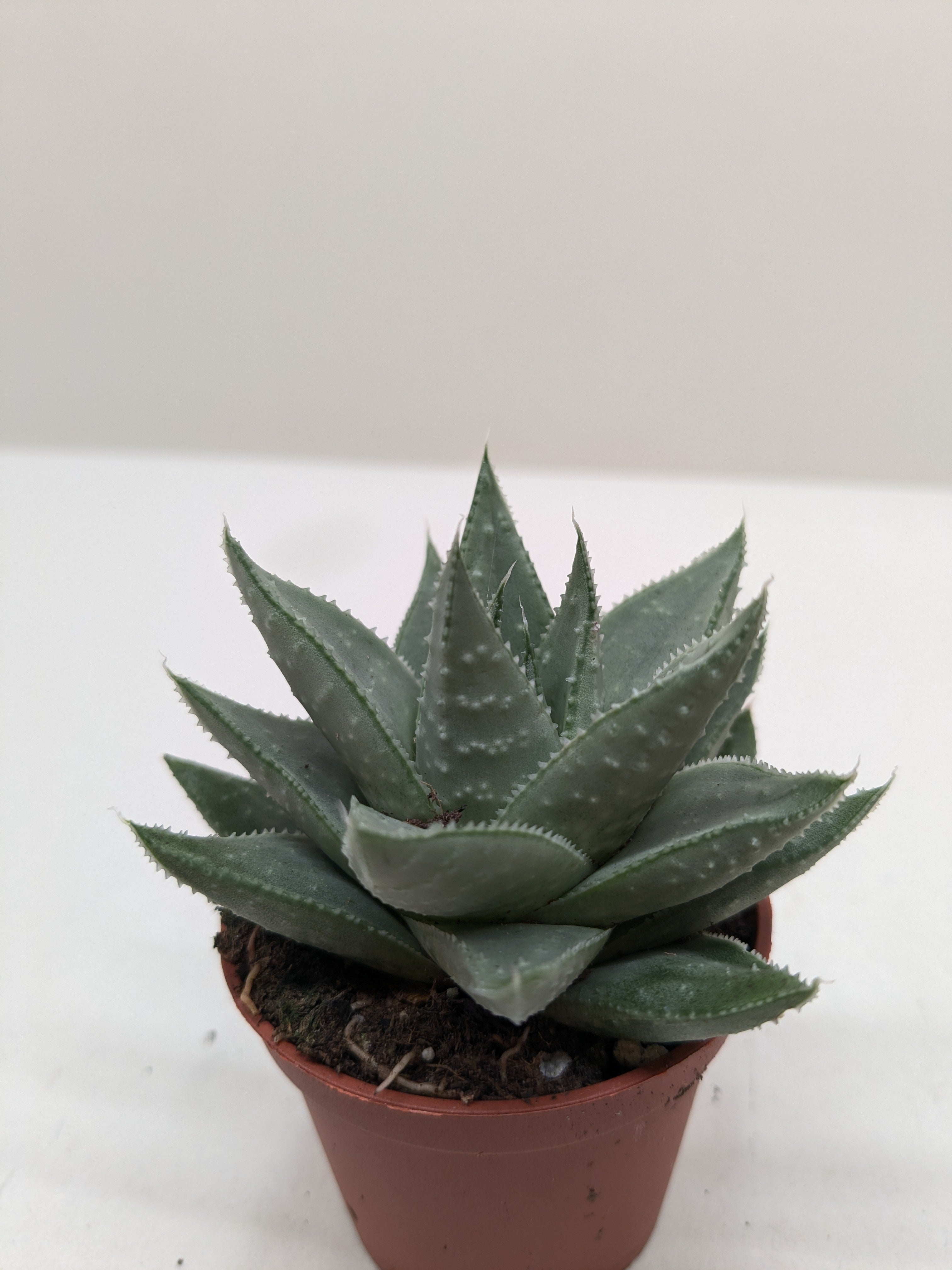 Succulent Haworthia Savanna - Holiday Corner