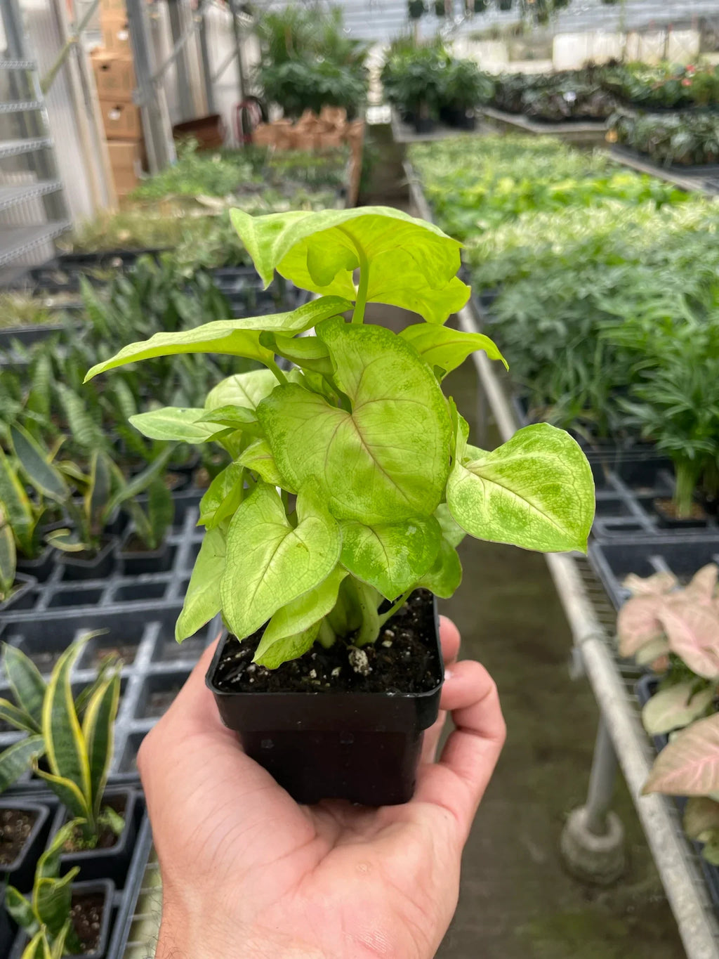 Syngonium Gold -  4" Pot - Holiday Corner