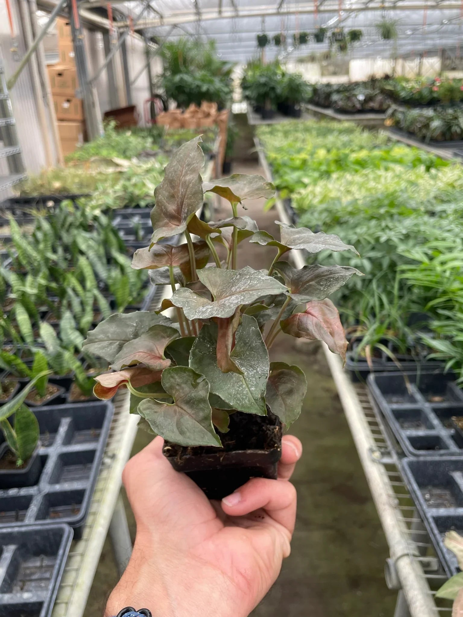 Syngonium Merry - Holiday Corner