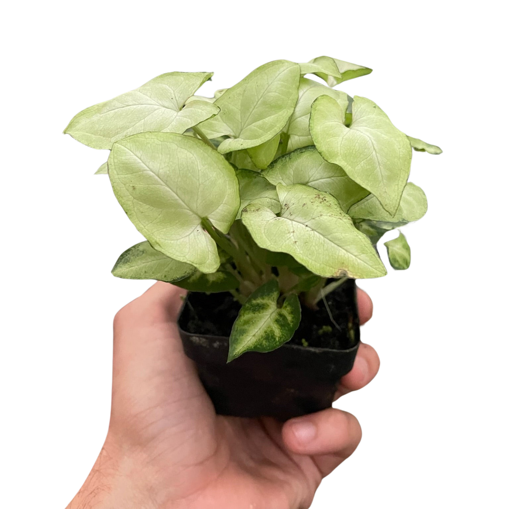 Syngonium 'Moonshine' - Holiday Corner