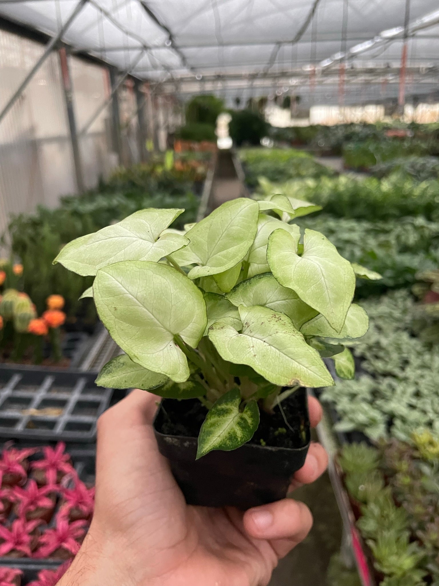 Syngonium 'Moonshine' - Holiday Corner