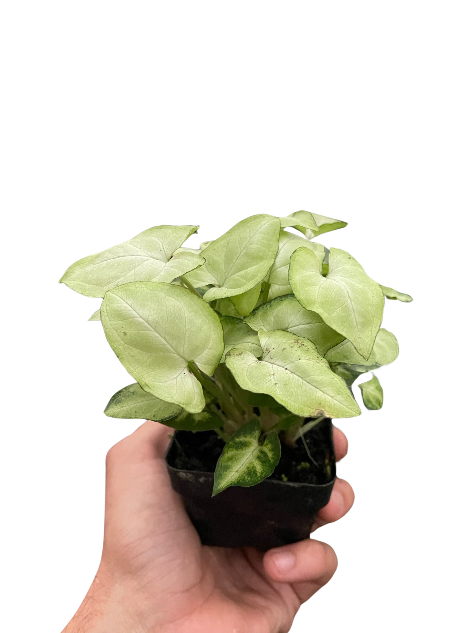 Syngonium 'Moonshine' - Holiday Corner