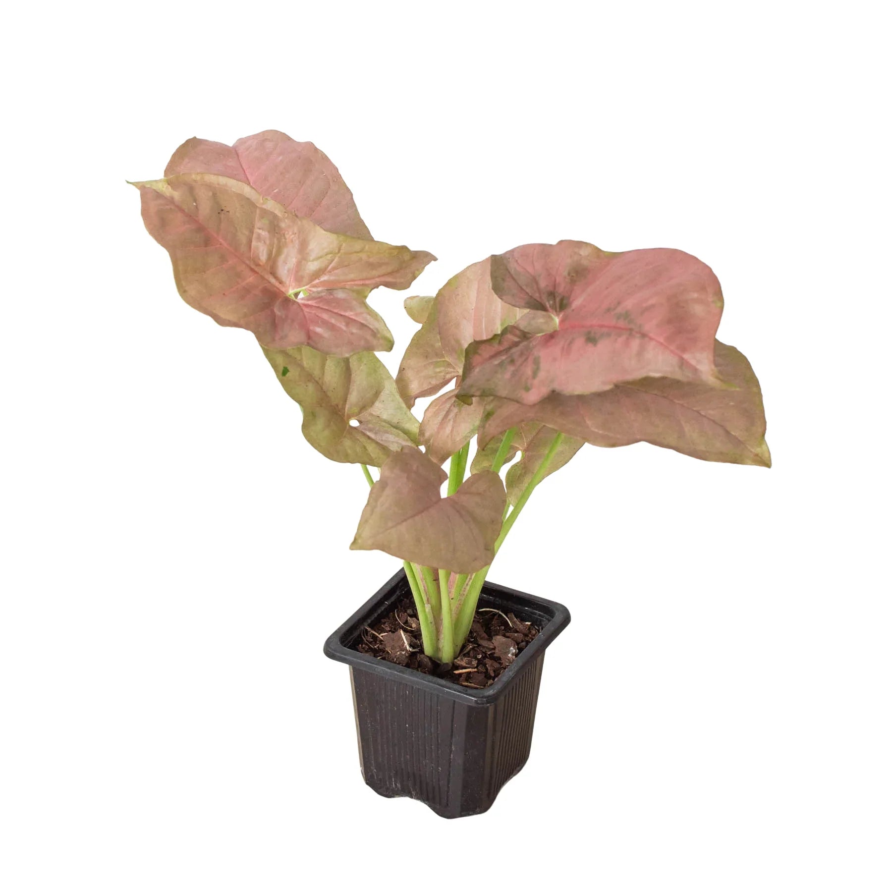 Syngonium Strawberry - Holiday Corner