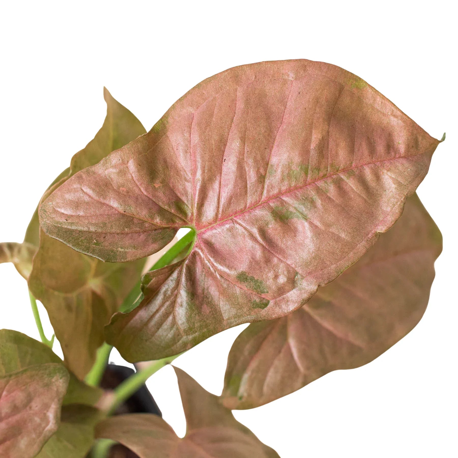 Syngonium Strawberry - Holiday Corner