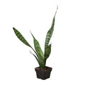 Snake Plant 'Zeylanica' - Holiday Corner