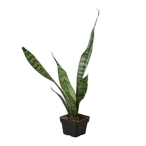 Snake Plant 'Zeylanica' - Holiday Corner