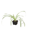 Spider Plant Reverse - Holiday Corner