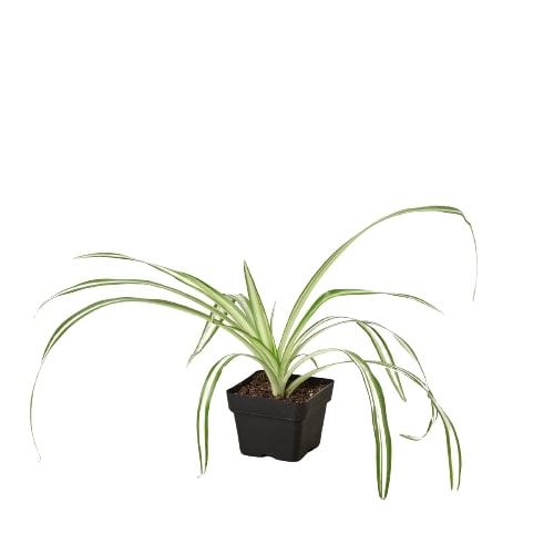Spider Plant Reverse - Holiday Corner